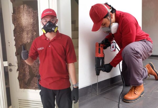 3 Cara Cegah Hama Masuk Rumah Sebelum Memanggil Jasa anti rayap
